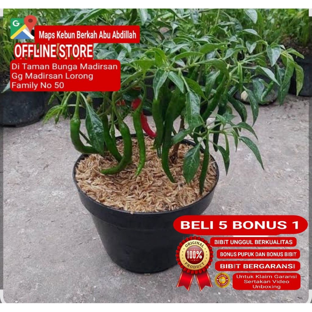 Bibit Cabe Merah Siap Tanam