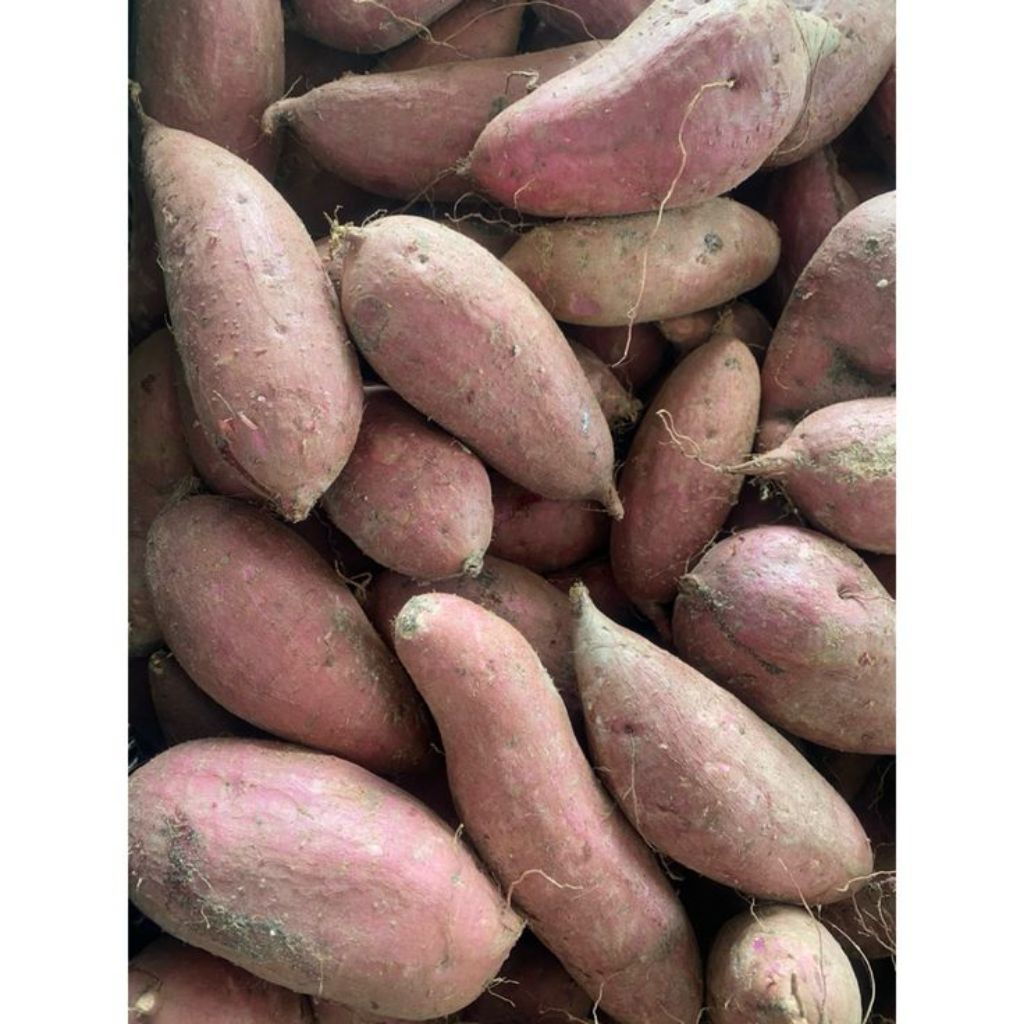 ubi jalar ungu//ubi ungu//ubi jalar// makanan diet//umbi ungu