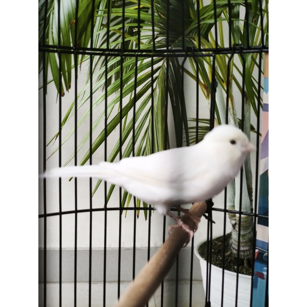 kenari lokal super  body big putih mulus jantan gacor