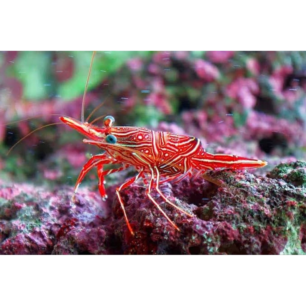 Ikan Hias Air Laut Udang Wayang (Camel Shrimp)