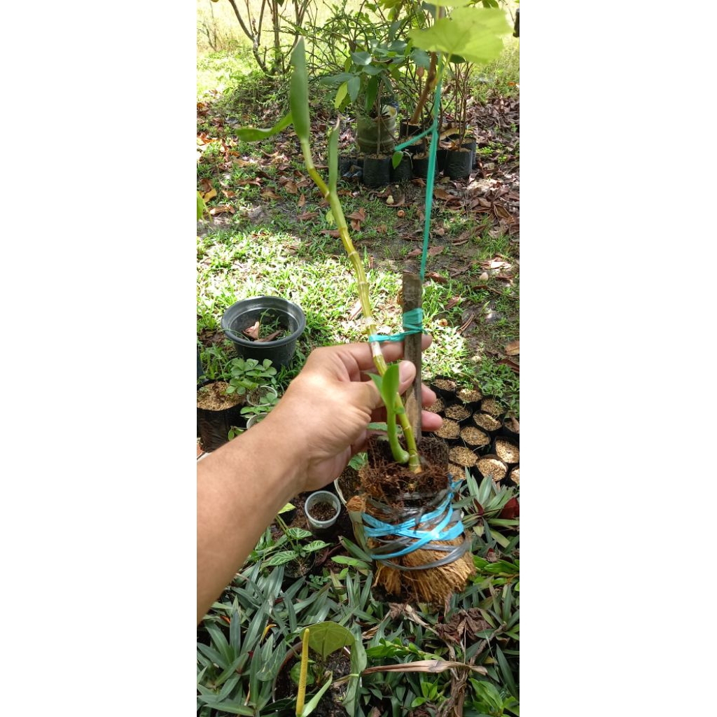 Anggrek Dendrobium Capung Kapuas