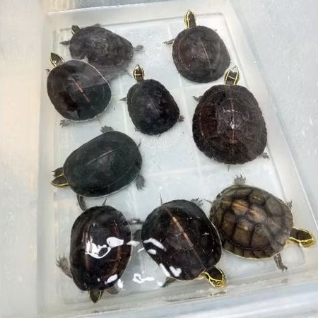 Kura kura Ambon batok | mudah dirawat | instan only