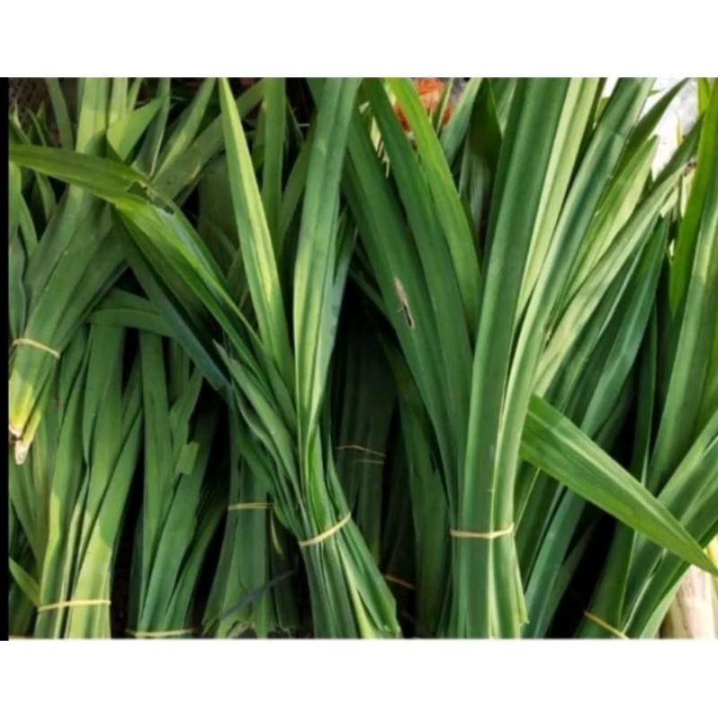 Daun Pandan Wangi uk Besar per 10 lembar