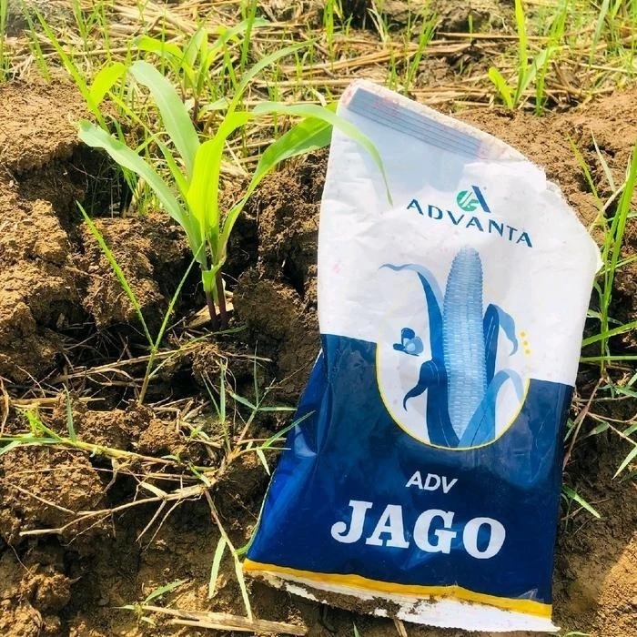 Promo  Bibit Jagung Adv Jago Kemasan 1kg exp 2027