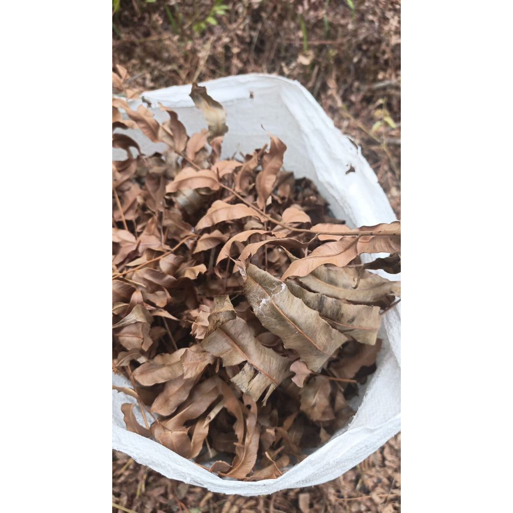 daun kelakai kering  500g