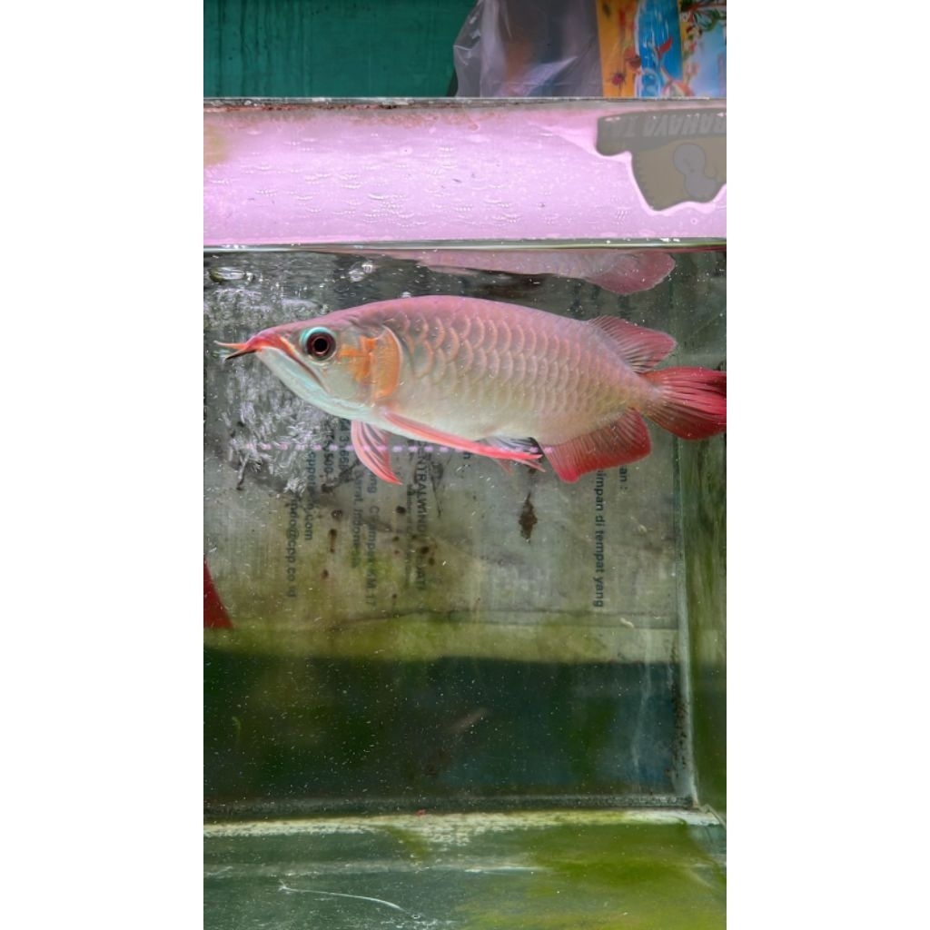 mainan hiasan arwana super red 30cm