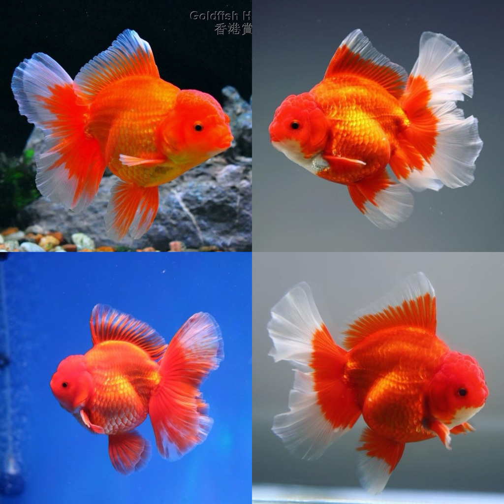 [Chan Aquatic] Ikan Hias Koki Oranda Red White Rosetail Size XL