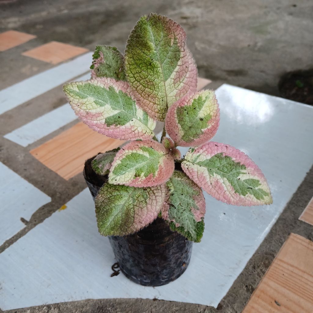 Tanaman Episcia Picasso