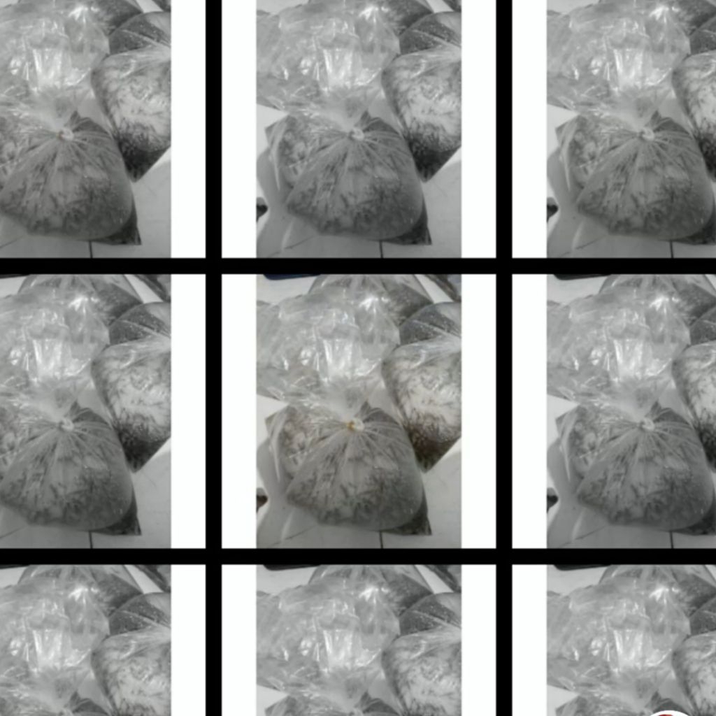 UDANG HIDUP PERBALL PAKAN ARWANA OSCAR RTC PREDATOR