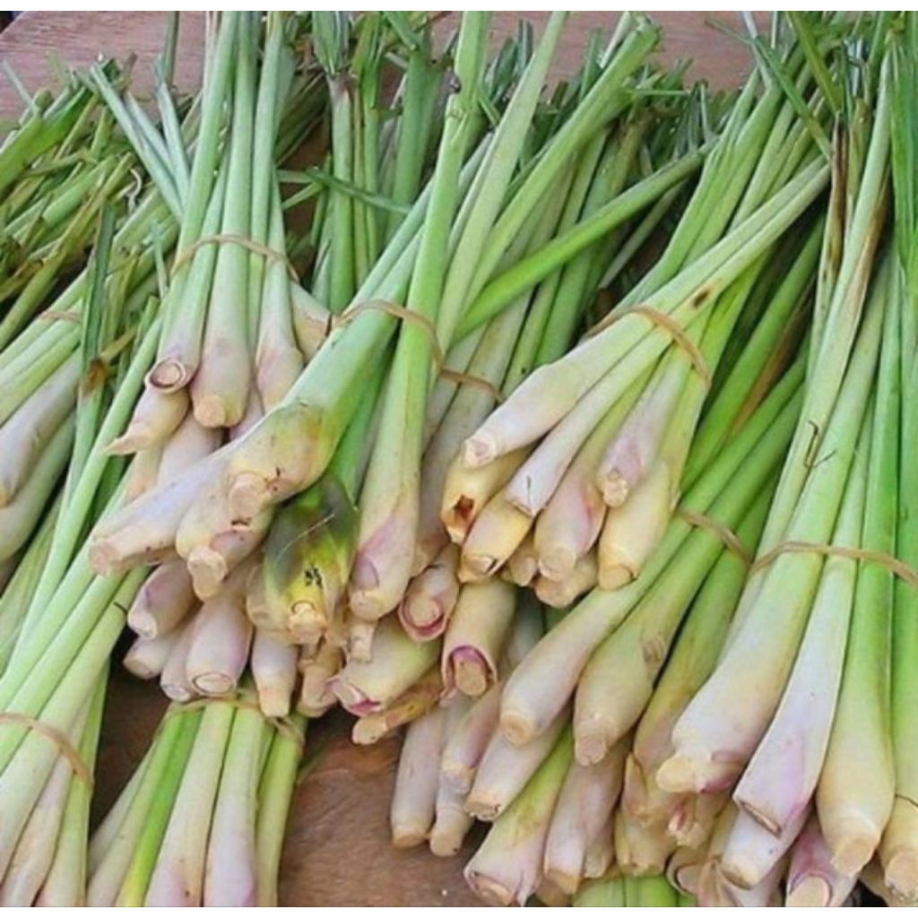 batang sereh lokal fresh 20 batang