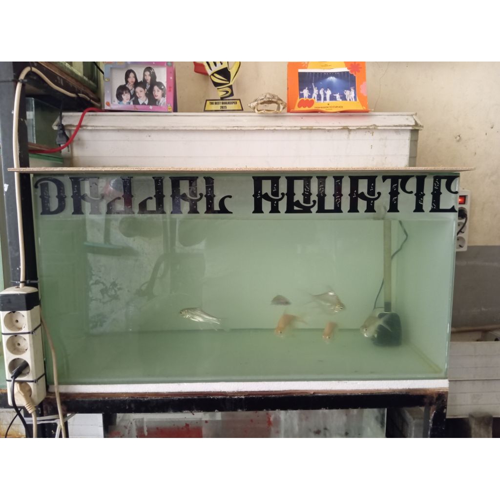 Pakan Kaviat SB King