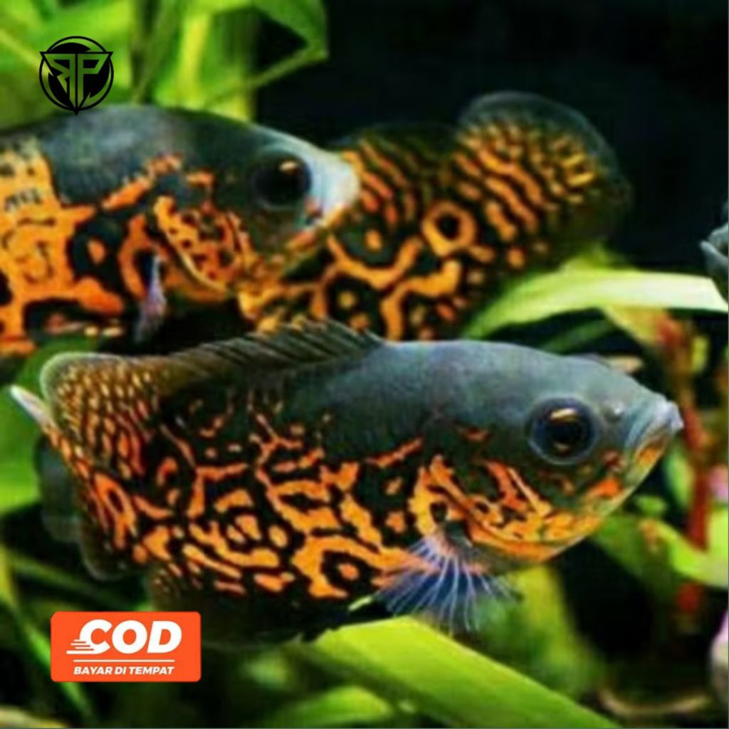 Oscar Tiger Ikan Hias Predator Corak Batik Orange Tankmate Ikan Predator Air Tawar