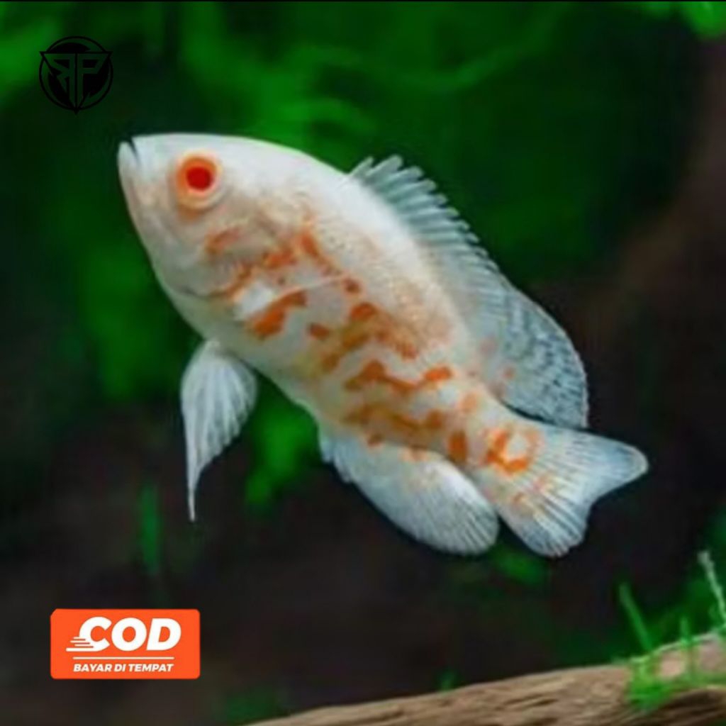 Ikan Oscar Albino Astronotus Ocellatus Var Ikan Hias Predator Air Tawar Corak Batik Mewah