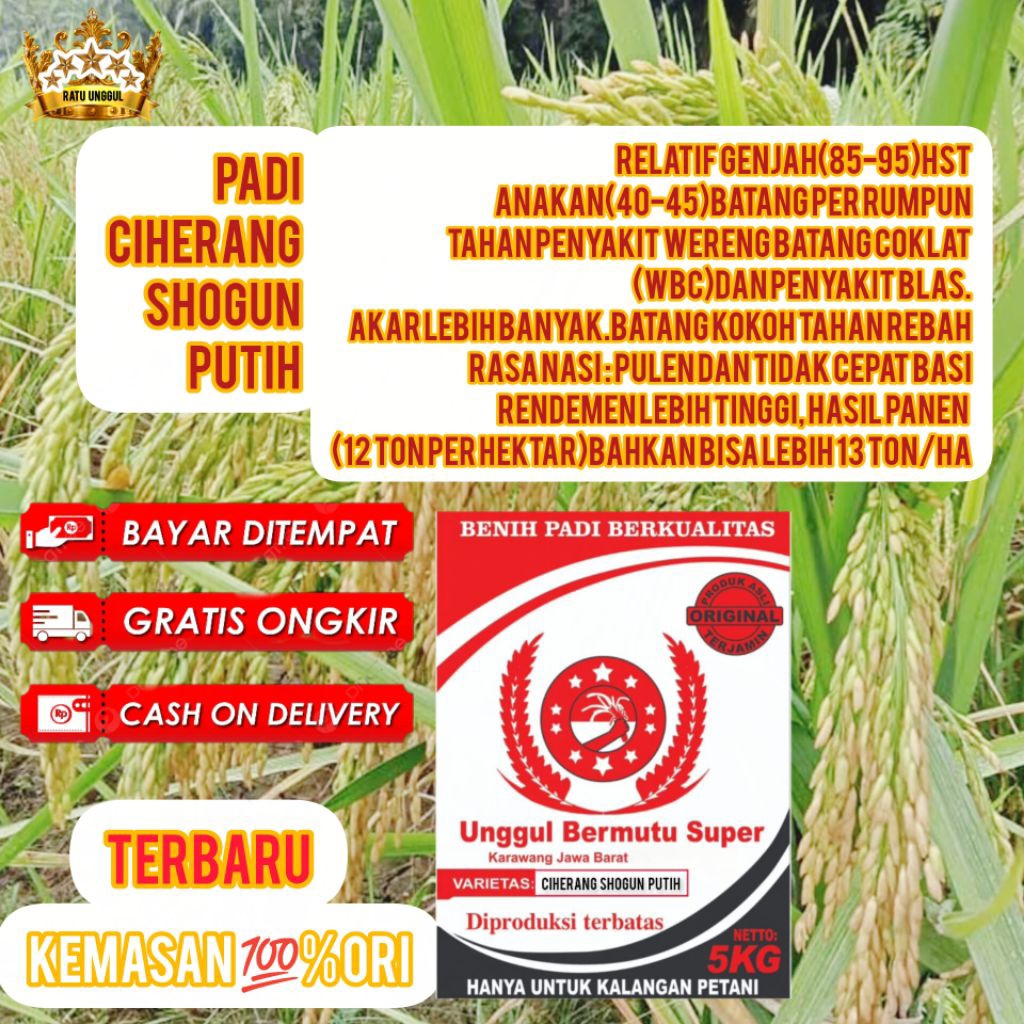 Benih Padi Ciherang Shogun Putih 5Kg Unggul Berkualitas Ultra Genjah