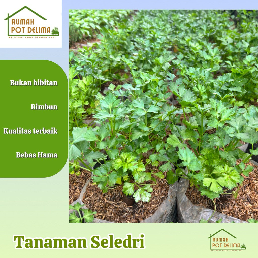 Tanaman Seledri Siap Tanam - Bibit Tanaman Seledri Hidup