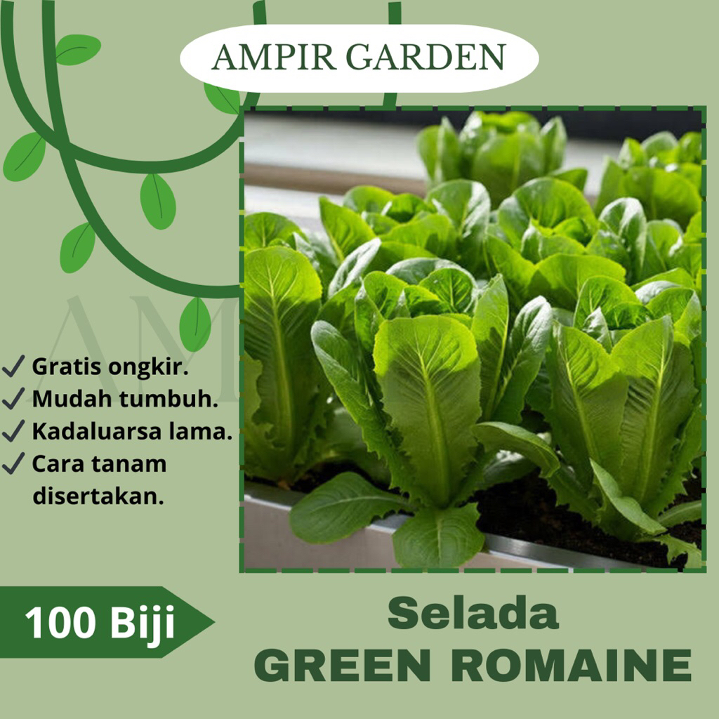 100 Biji Benih SELADA GREEN ROMAINE / Tanaman Selada Romaine Hijau / Sayur Selada Lalap