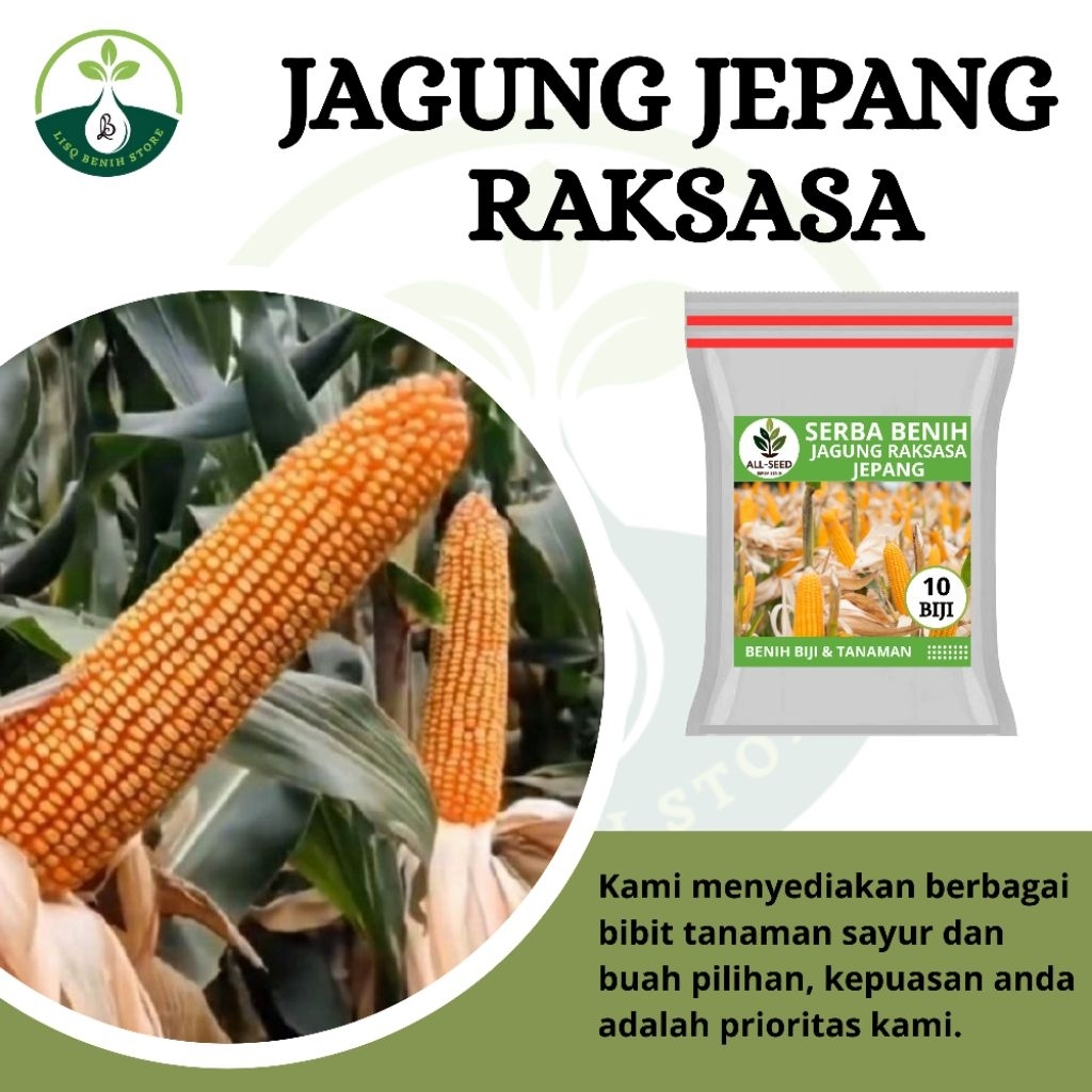 { 10 BIJI } Benih jagung raksasa jepang / bibit jagung / jagung raksasa
