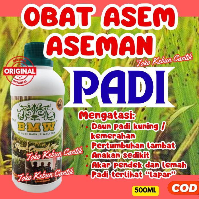 POC BMW Pupuk Organik Padi Rawa | Solusi Asem-Aseman & Tanah Keras