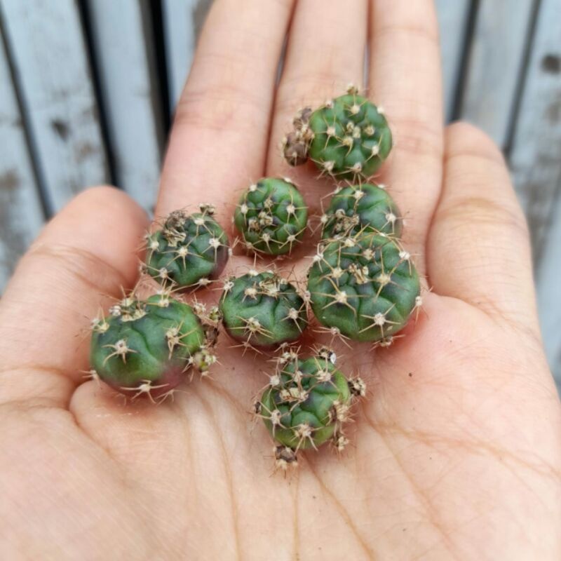 Gymnocalycium Mihanovichii / indukan mix dari jenis (T3115 , Yellow tiger , LB2178 ,LB var ,T-lux, P