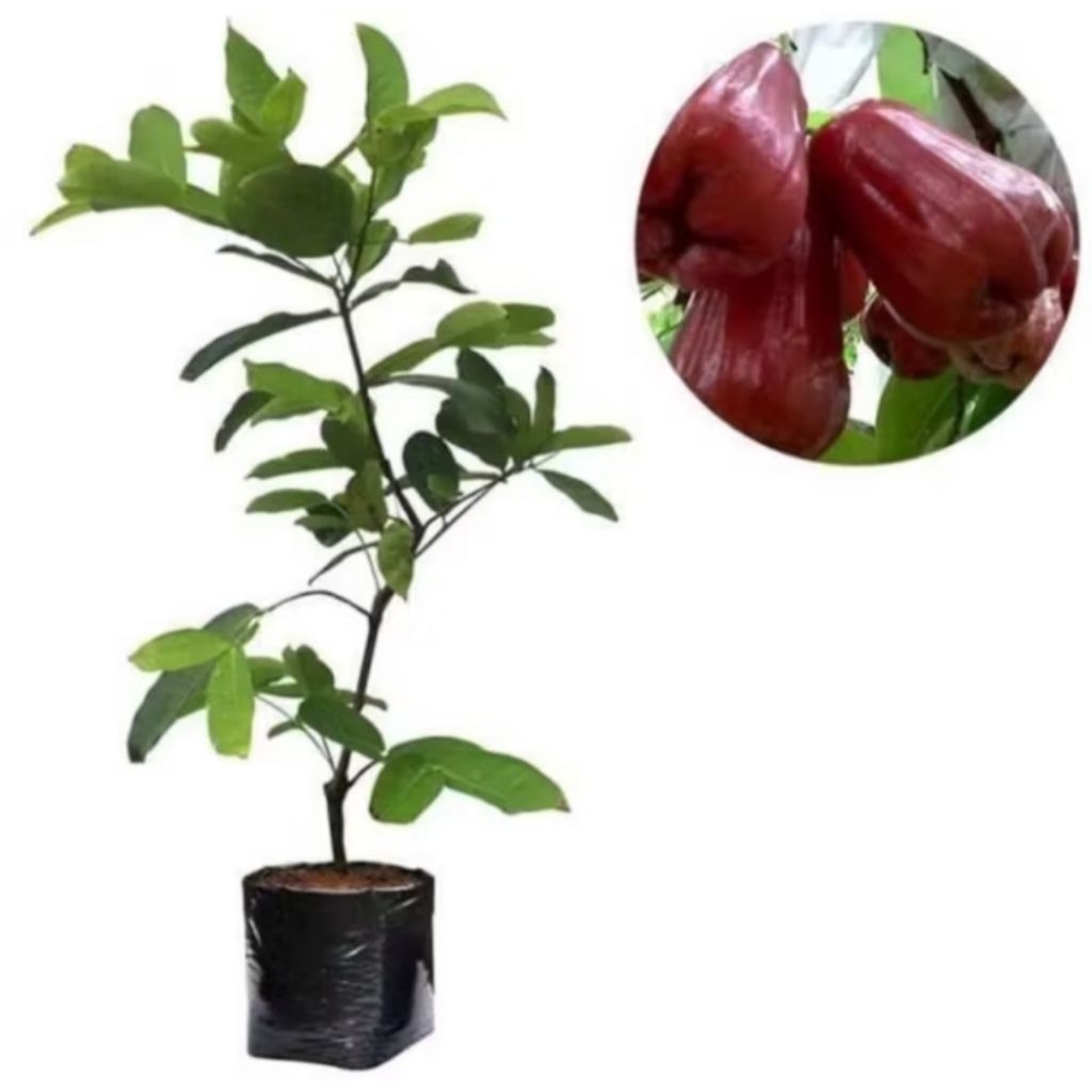 Bibit Jambu Air Citra Demak.Ukuran 10-20 cm. [ Barang Rusak Garansi Uang Kembali ]