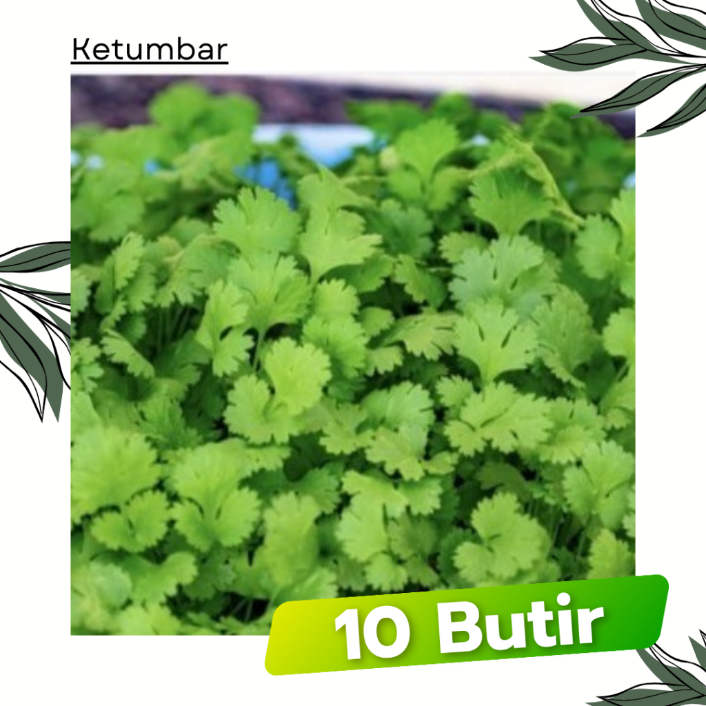 10 Butir - Benih Daun Ketumbar Coriander FAVOR Known You Seed Bibit Sayuran Tanaman