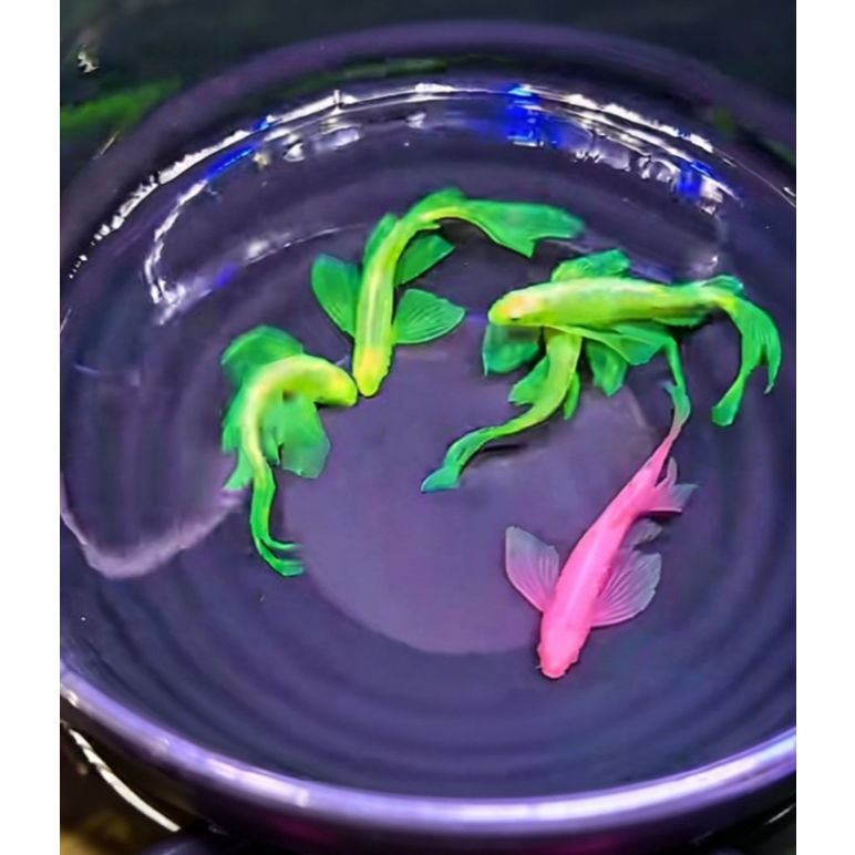 Aksesoris Aquarium Danio Zebra Slayer Hijau dan Pink Size M