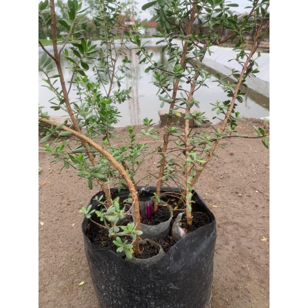 santigi mawar hasil cangkok