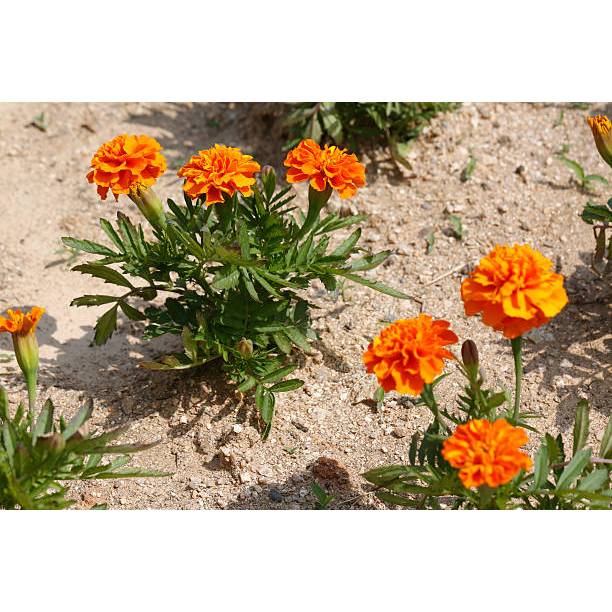 GUDANG BENIH - BENIH BUNGA MARIGOLD