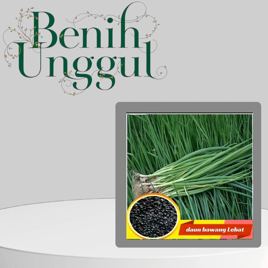 10 Biji Benih Daun Bawang Benih Daun Bawang Siap Semai Tanam