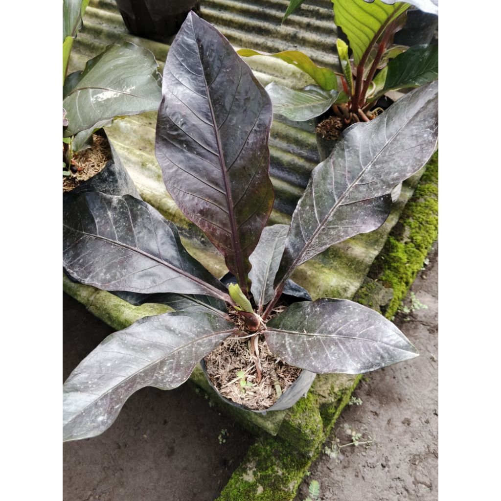 anturium hukery super black