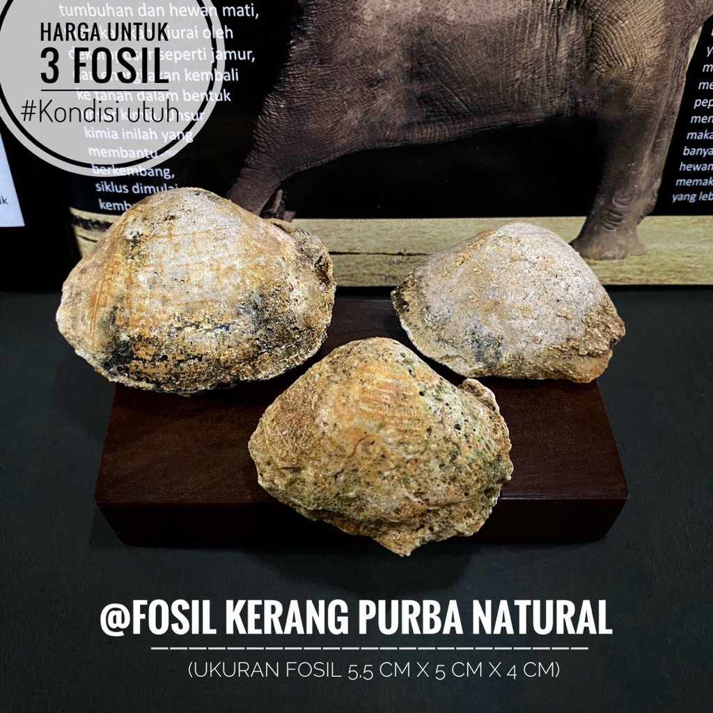 Fosil Kerang Purba Natural B1 atau Fosil Bivalvia atau Fosil Kijing atau Fossil Shell atau Fosil Keo