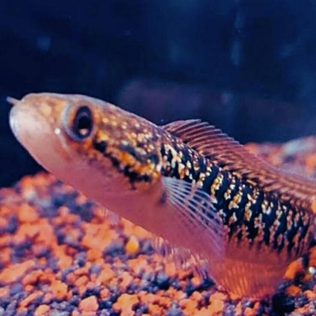 Asiatica Rsp Kalimaya Kualitas Terbaik