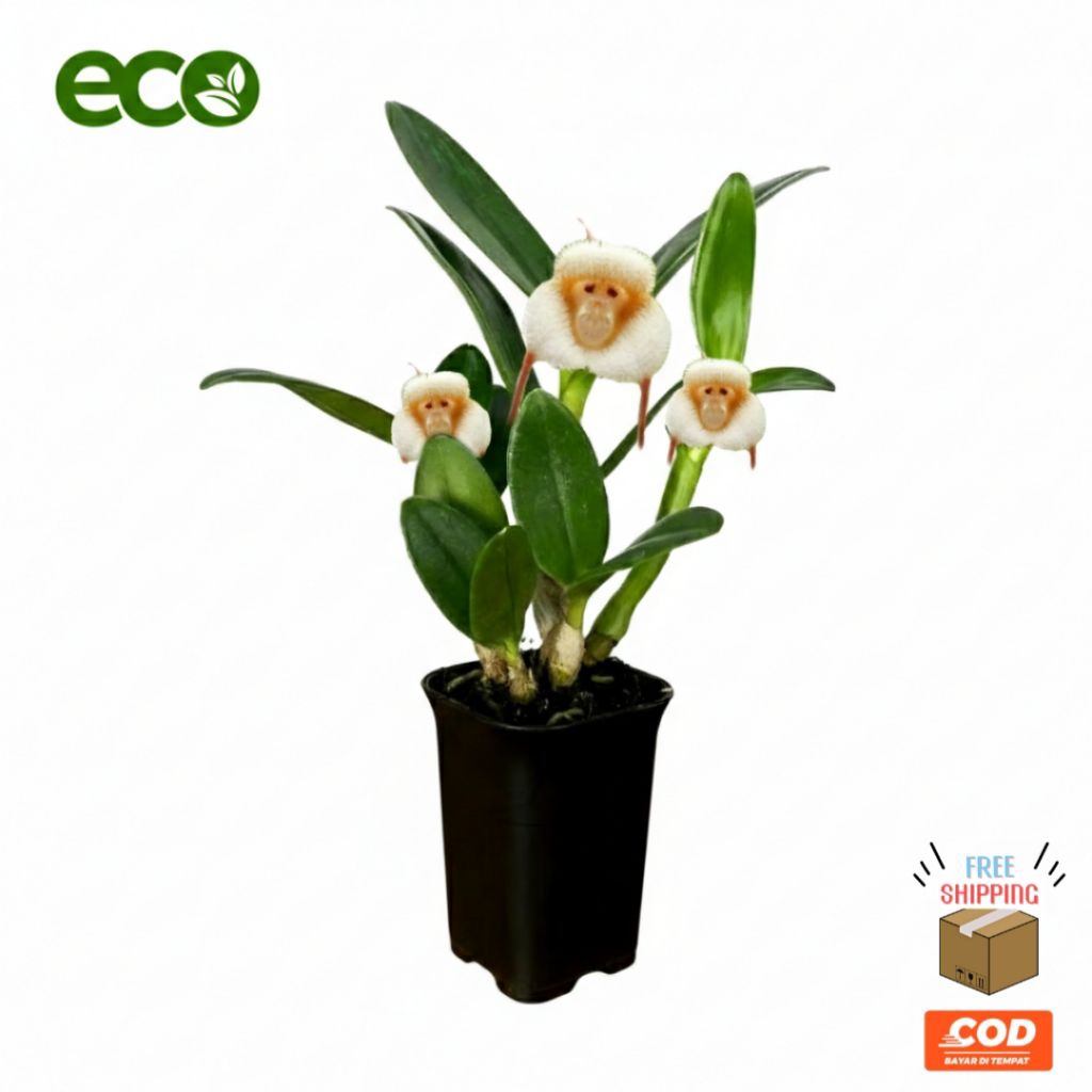 promo!! murah anggrek dendrobium dracula simia atau anggrek monyet