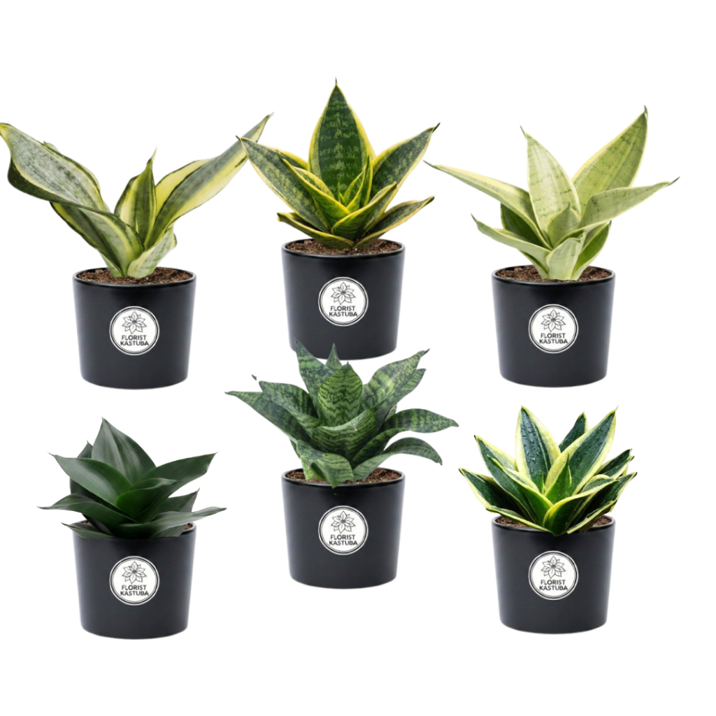 Paket Koleksi Sensivera Mini 6 Jenis Tanaman Hias Indoor Sansevieria