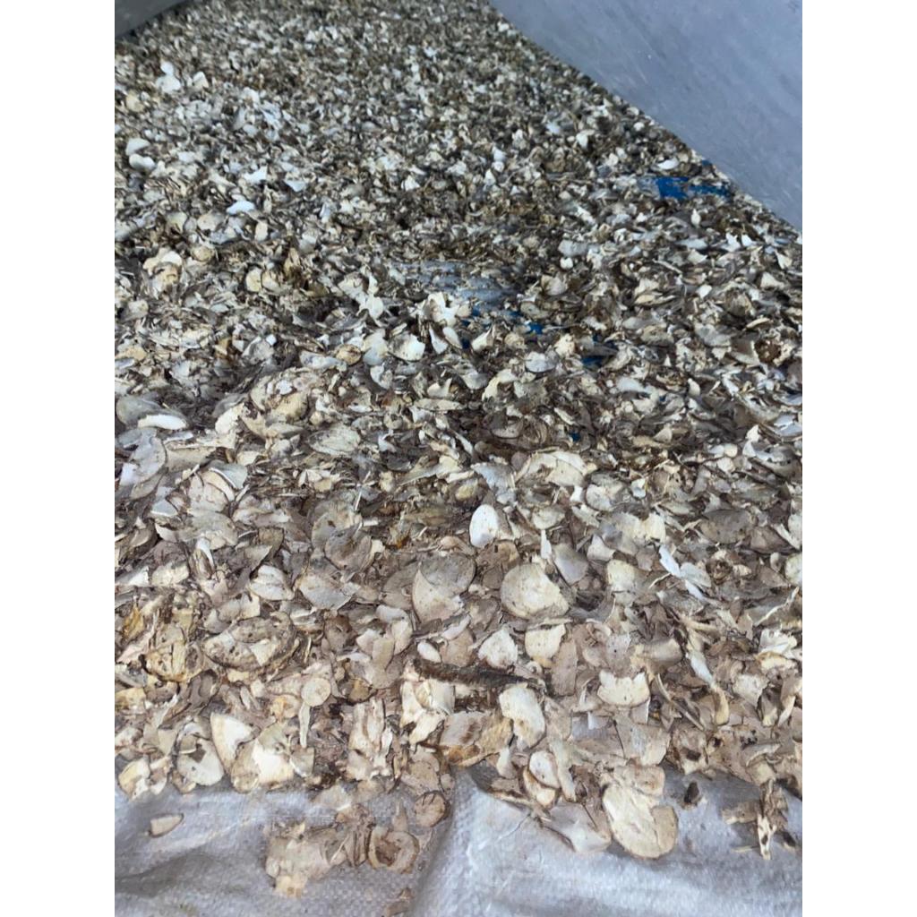 Gaplek Kupas Bersih Kering | Singkong Kering Kualitas Super | Bahan Pakan Ternak & Olahan | Stok Ban