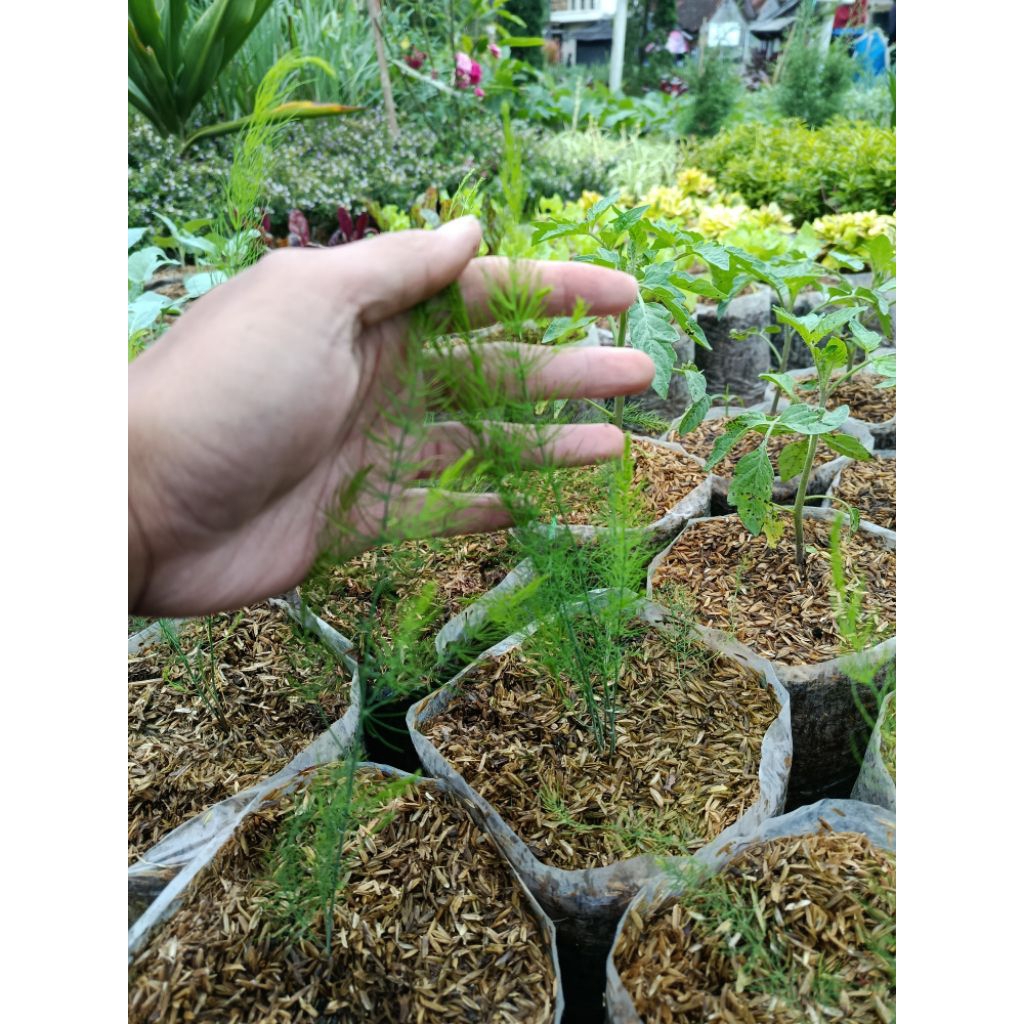Tanaman Asparagus Sayur Asli bukan Asparagus hias