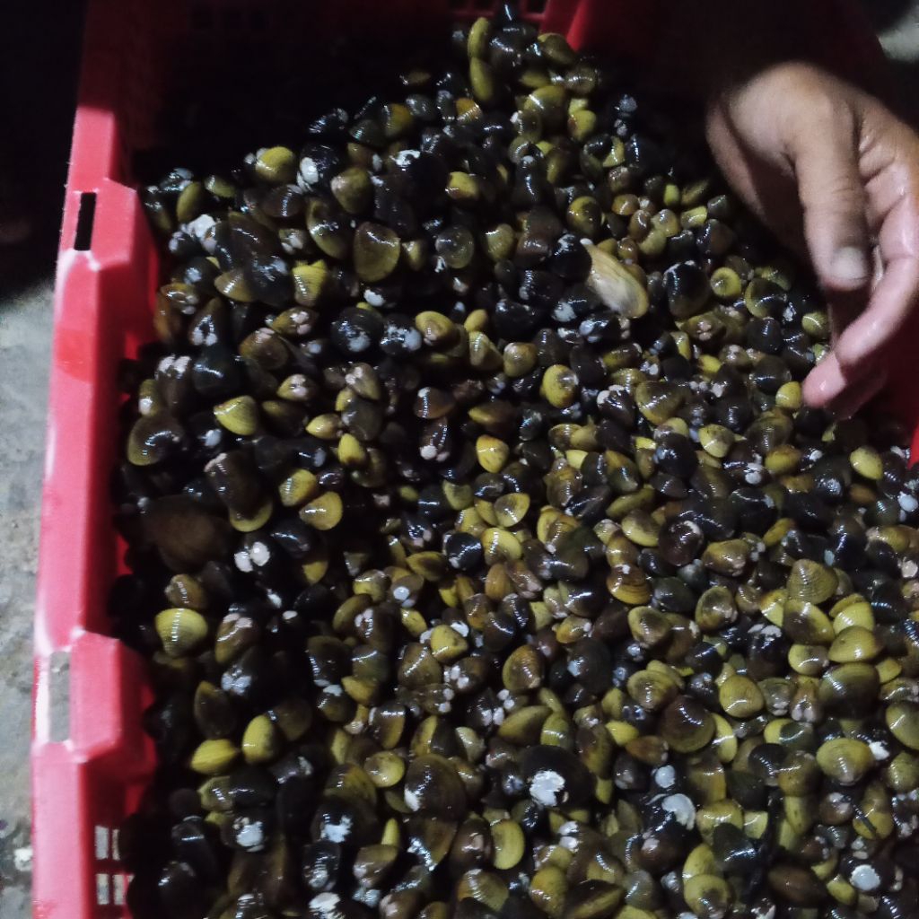kerang pensi/kerang remis segar