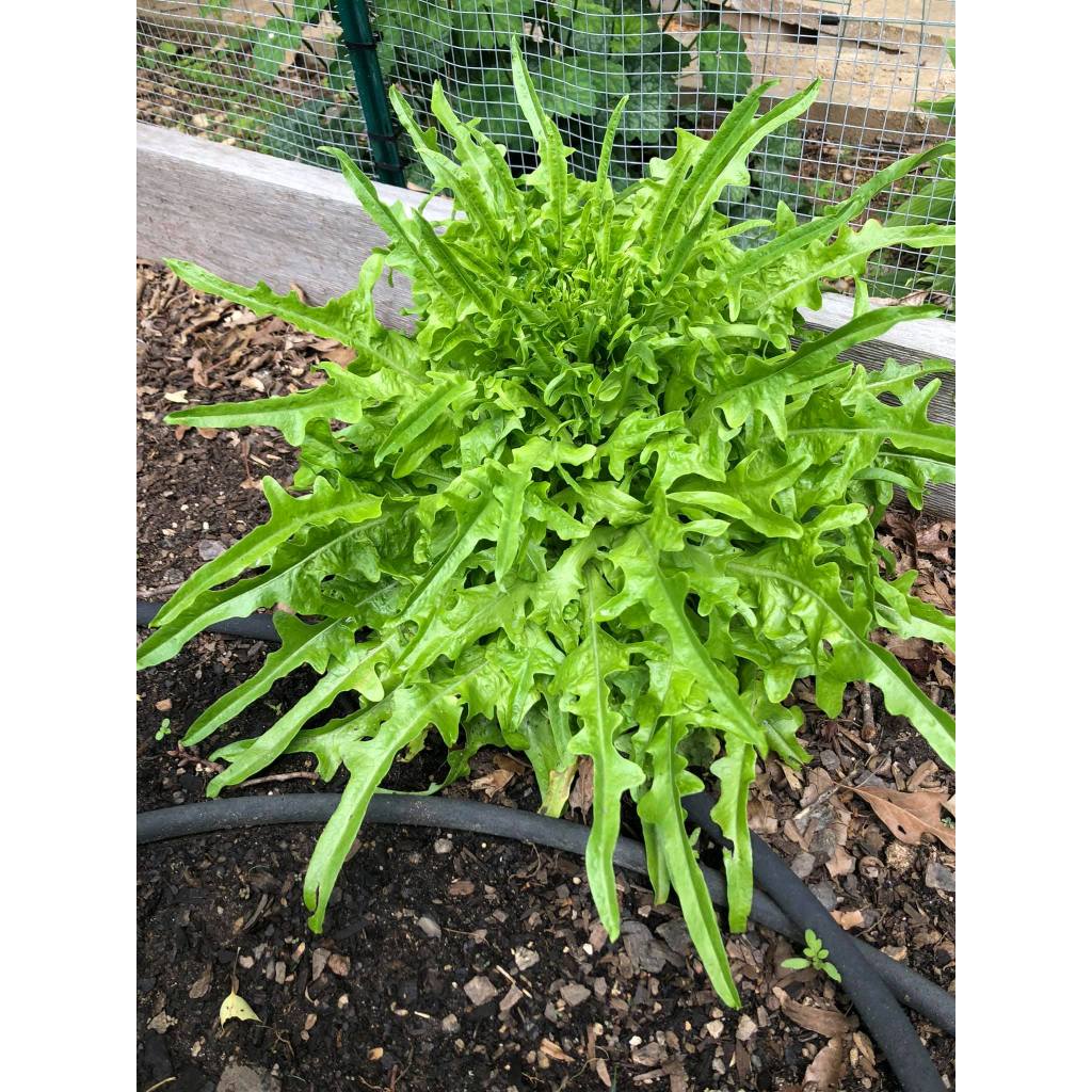 GUDANG BENIH - BENIH SELADA GREEN ROMAINE