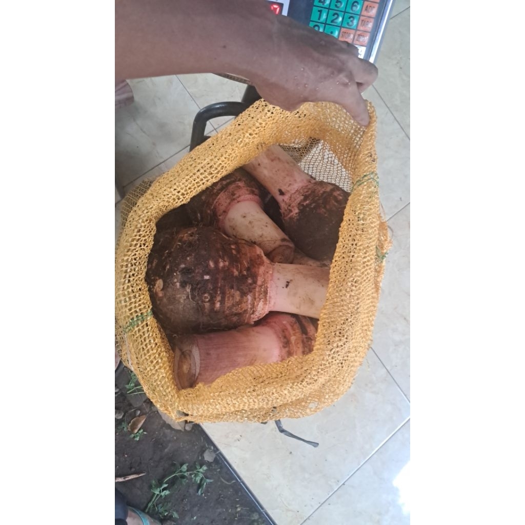 TALAS PRATAMA BENTUL