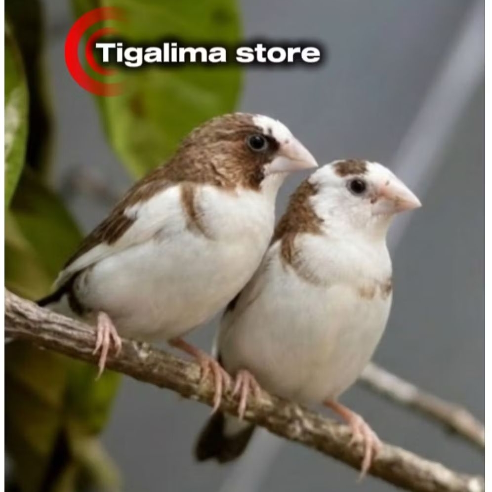 EMPRIT JEPANG FINCH SEPASANG PILIHAN