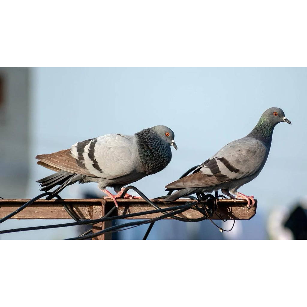 Burung Merpati Sepasang