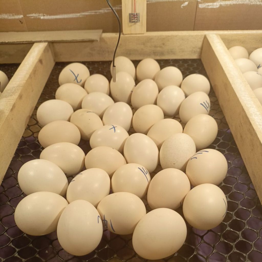 Telur Fertil Ayam Elba