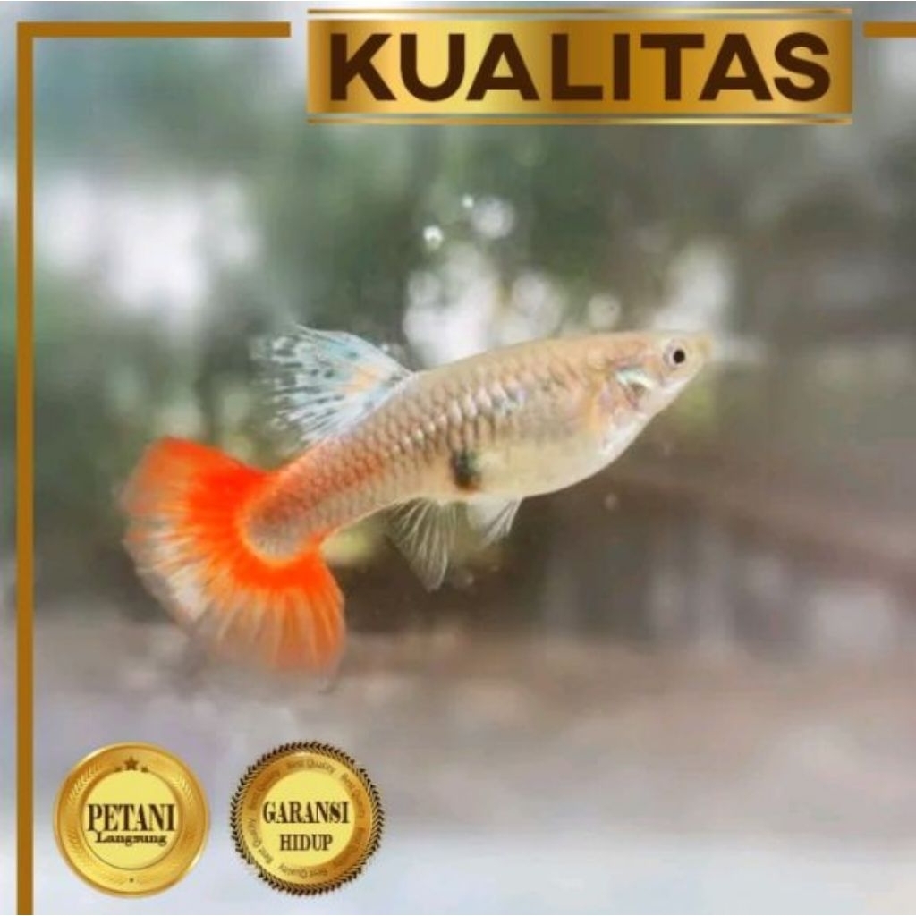 betina prtde (guppy betina prtde)hanya betina doang tidak ada jantan