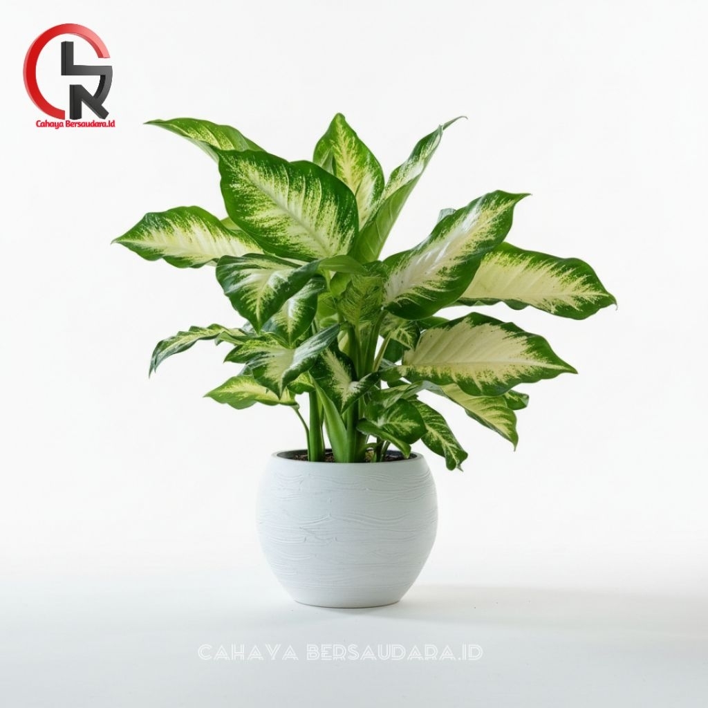 Tanaman Hias Hidup diven susu / bunga aglonema putih tisu