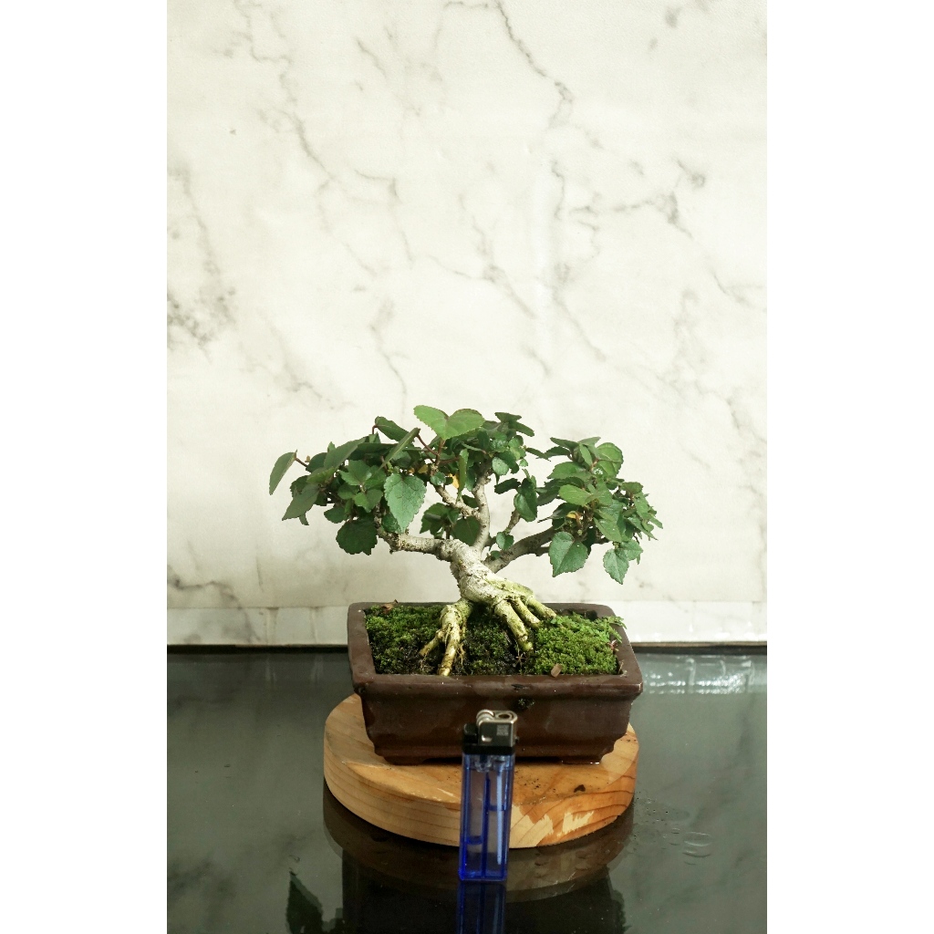 Bonsai Waru sudah jadi siap kontes