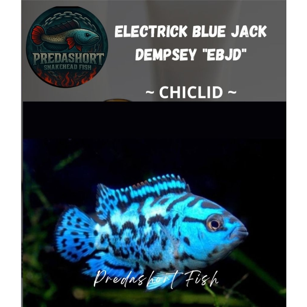 ikan hias EBJD " Electrik Blue Jack Dempsey" chiclid bergaransi