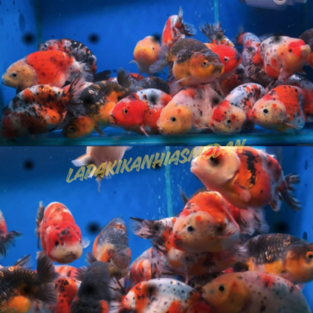 IKAN MAS KOKI RANCU | | good quality | Goldfish