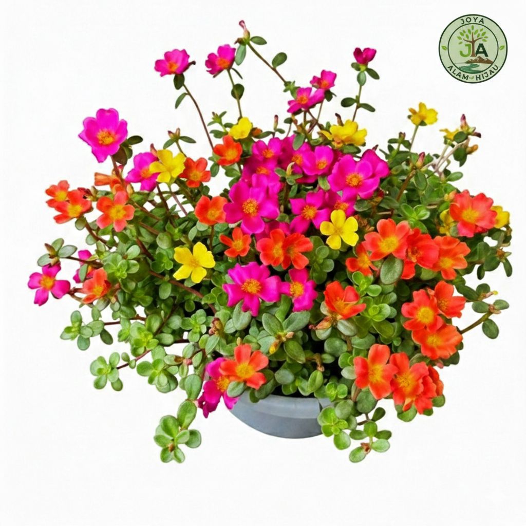 Tanaman Hias Bunga Krokot Duna Sweetbery Bunga Selapis 10 Batang Sudah Berakar Krokot Duna 4 warna M