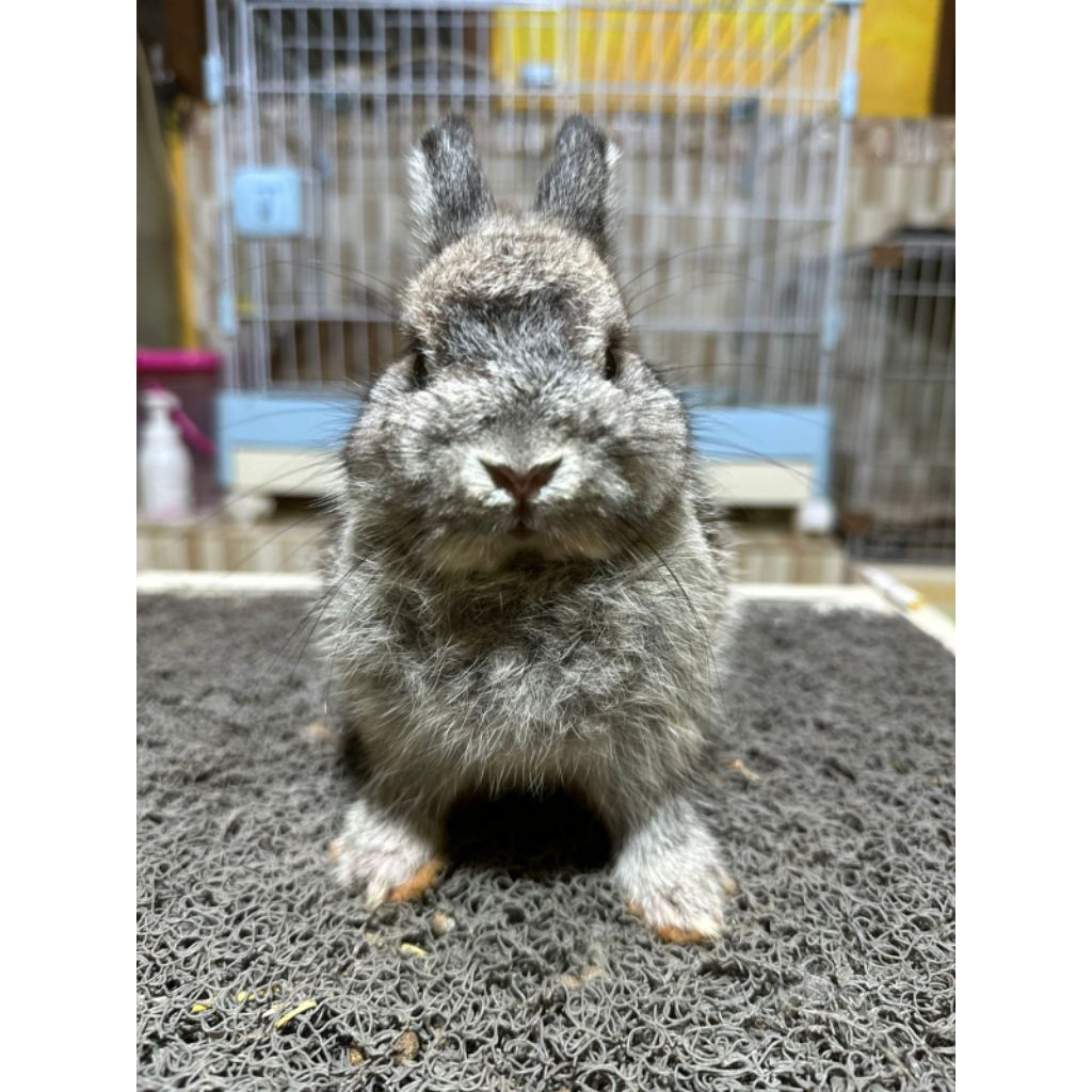 kelinci Nederland dwarf, kelinci hias, kelinci lucu