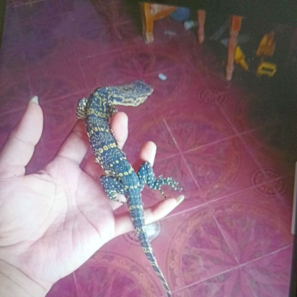 Anakan Biawak/salva